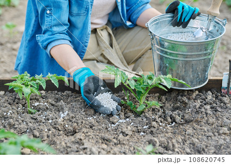 Close-up of gardener's hands fertilizing young tomato plants in bed 108620745