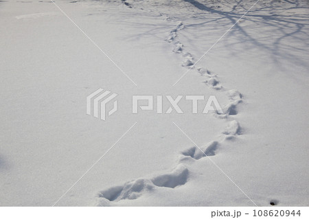 雪の野に何かの足跡 108620944