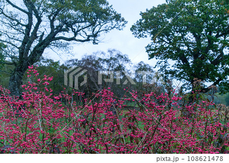 夜明けの木の実 108621478