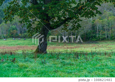 夜明けの草原 108621481