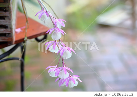 ランの花 ボヘミアンラプソディ ランの花 ボヘミアンラプソディ 108621512