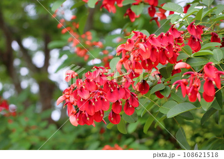 アメリカデイゴの花 108621518