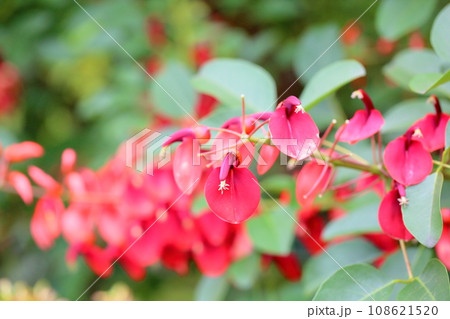 アメリカデイゴの花 アメリカデイゴの花 108621520