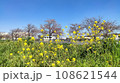 春の青空に映える菜の花 108621544