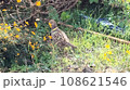 キジに遭遇 108621546