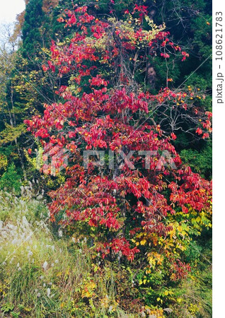 今秋は里山に行こう 108621783