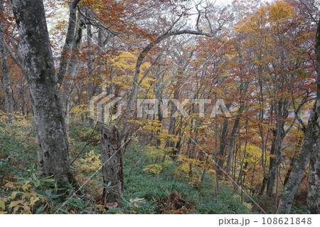 船形山のブナを中心とした落葉広葉樹林の紅葉 船形山のブナを中心とした落葉広葉樹林の紅葉 108621848
