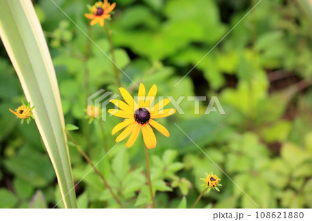 ルドベキアの花 ルドベキアの花 108621880