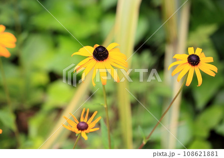 ルドベキアの花 108621881