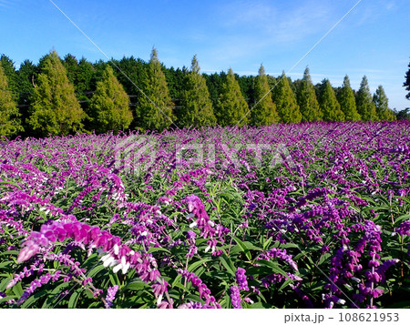 セージの季節を迎えた青山リゾートハーブガーデン セージの季節を迎えた青山リゾートハーブガーデン 108621953