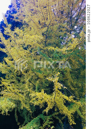 今秋は里山に行こう 108622027