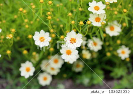 コレオプシスの花 キク科 コレオプシスの花 キク科 108622059