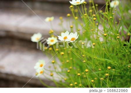 コレオプシスの花　キク科 108622060
