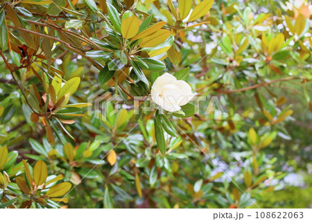タイサンボクの花 タイサンボクの花 108622063