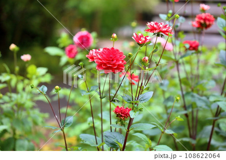 ダリアの花 108622064