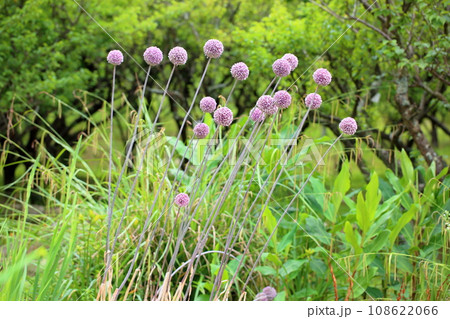 アリウムの花　サマードラマー 108622066
