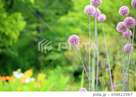 アリウムの花　サマードラマー 108622067