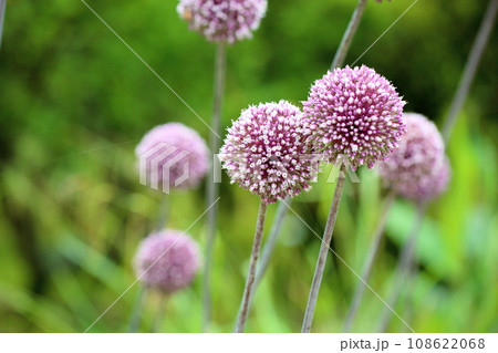 アリウムの花 サマードラマー アリウムの花 サマードラマー 108622068