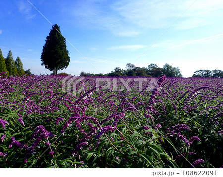 セージの季節を迎えた青山リゾートハーブガーデン 108622091