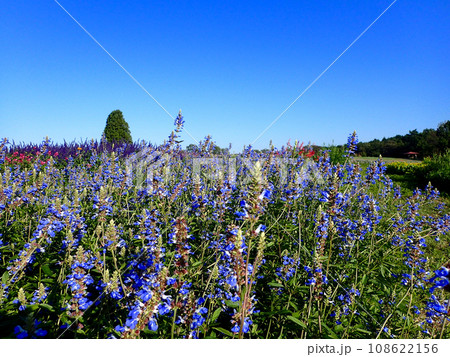 セージの季節を迎えた青山リゾートハーブガーデン セージの季節を迎えた青山リゾートハーブガーデン 108622156