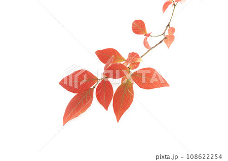 背景を白く飛ばしたブルーベリーの紅葉 108622254