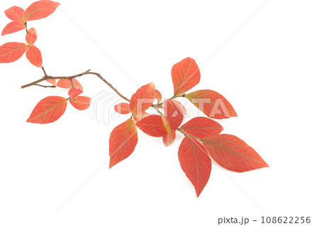 背景を白く飛ばしたブルーベリーの紅葉 108622256