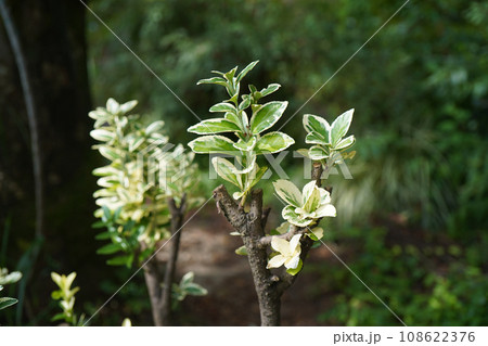 ギンマサキの花 108622376