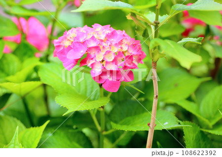 アジサイの花 108622392