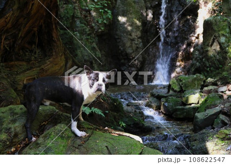 毛呂山町の観光スポット獅子ヶ滝の岩場で可愛く見つめるボストンテリアのマイティ君♡ 108622547