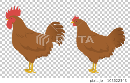 雞圖(公雞和母雞) 雞圖(公雞和母雞) 108622548