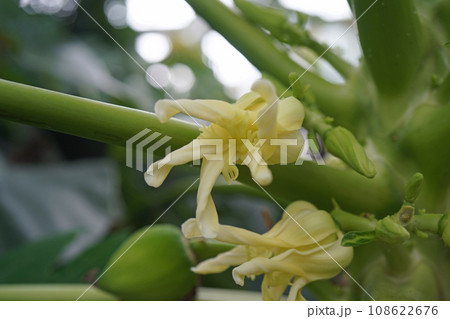 パパイヤの雌花 108622676