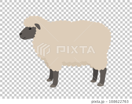 Sheep illustration (Suffolk) 108622763