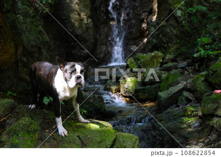 毛呂山町の渓谷を流れる獅子ヶ滝の岩場で可愛く見つめるボストンテリアのマイティ君♡ 108622854