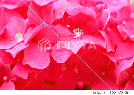 鮮やかアジサイの花　可愛い真花 108622866