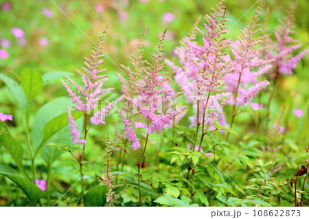 アスチルベの花 ルックアットミー アスチルベの花 ルックアットミー 108622873