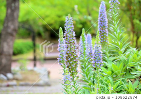 エキウム カンディカンスの花 エキウム カンディカンスの花 108622874