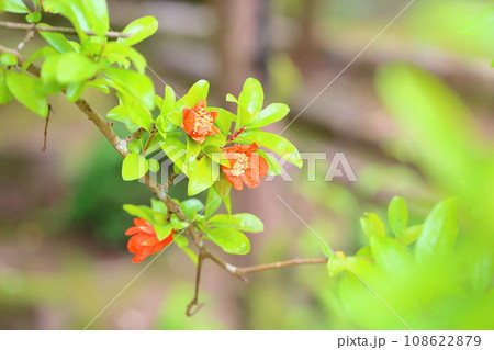 ザクロの花 108622879