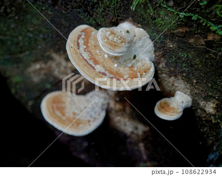 きのこワールド　タマチョレイタケ科クジラタケ幼菌 108622934