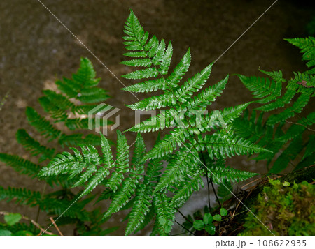 羊歯植物ベニシダの群生 108622935