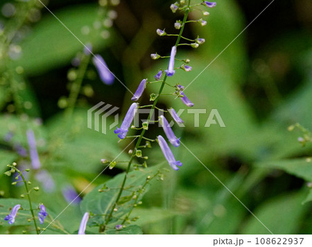 シソ科アキチョウジの花 シソ科アキチョウジの花 108622937