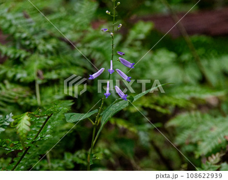 シソ科アキチョウジの花 108622939