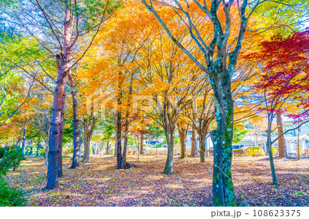 みずかき湖の秋 みずかき湖の秋 108623375