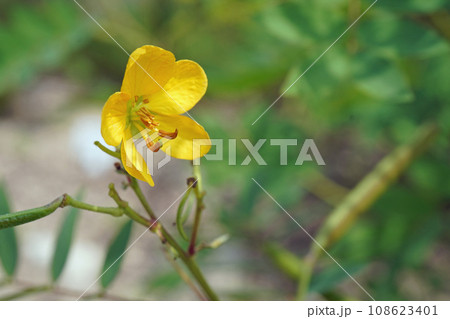 ハブソウの花 ハブソウの花 108623401