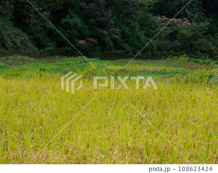 里山風景　水田の実り 108623424