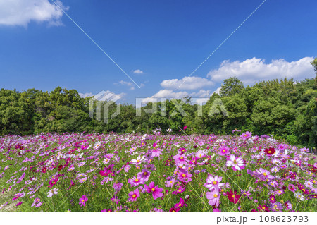 万博公園　青空に映える満開のコスモス 108623793