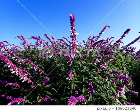 セージの季節を迎えた青山リゾートハーブガーデン 108623840