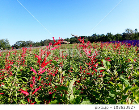 セージの季節を迎えた青山リゾートハーブガーデン セージの季節を迎えた青山リゾートハーブガーデン 108623927