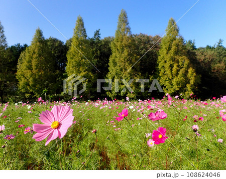 青山リゾートハーブガーデンのコスモス 青山リゾートハーブガーデンのコスモス 108624046
