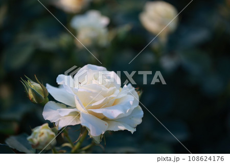 white rose garden 108624176
