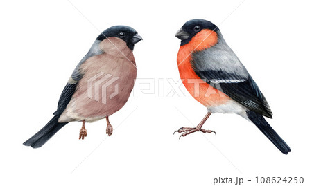 Bullfinch male and female bird set. Watercolor painted illustration. Hand drawn Pyrrhula pyrrhula Eurasian avian. Realistic bullfinch bird vintage style painted couple set. White background 108624250